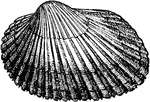 A common plicated shell of the Atlantic coast.