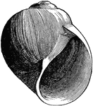 <em>Lunatia heros</em> or the Northern moon snail, the common salt-water snail of the Atlantic coast.