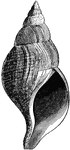 A common fusoid gastropod of the northern Atlantic; three fourths natural size.