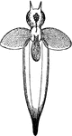 A modern shell-less pteropod. Called the common clione, naked sea butterfly, and <em>Clione limacina</em>.