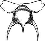 A modern shell-bearing pteropod.