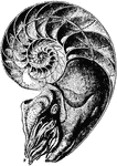 The modern Pearly Nautilus; the animal occupies the living chamber of the sectioned shell.