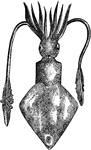 A modern decapod cephalopod with remnant of internal shell only.
