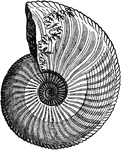 Ammonite, side view. Where the shell has been partly worn away near the aperture, the complex "suture line" is shown.