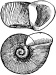 A common pond and river snail. Side and bottom views.