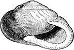 <em>Helix albolabris</em>, the common garden snail.