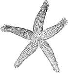 A common form of star-fish.