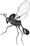 Eucharis americana is an insect in the Chalcididae family of parasitic wasps.