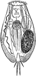 Echlanis macrura is a species of rotifer, a microscopic planktonic animal.