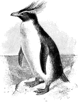 The Southern Rockhopper Penguin (Eudyptes chrysocome) is a bird in the Spheniscidae family of penguins.