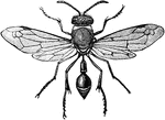 Eumenes fraterna is a species of potter wasps in the Vespidae family of wasps.