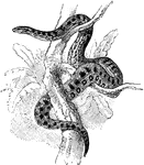 The anaconda (Eunectes murinus) is a non-venomous snake in the Boidae family of boas.