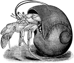 This hermit crab (Eupagurus bernhardus) is in the shell of the northern moon snail (Lunatia heros).