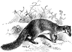 The falanouc (Eupleres goudotii) is a cat-like mammal in the Eupleridae family of fossas and mongooses.