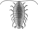 The Speckled Sea Louse (Eurydice pulchra) is a parasitic crustacean in the Cirolanidae family.