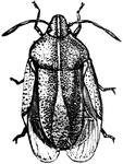 Eurygaster alternatus is an insect species in the Pentatomidae family of stink bugs and shield bugs.