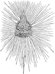 A modern Radiolarian, showing the skeletal structure of silica and the extended fleshy threads or pseudopodia.