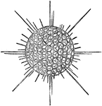 <em>Heliosphaera echinoides</em>, a modern Radiolarian.