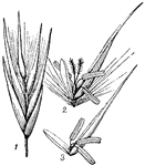 The common reed of the American and European reed swamps, growing from 5 to 12 feet high with leaves 2 inches wide.