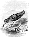 The Spoon-Billed Sandpiper (Eurynorhynchus pygmeus) is a small wading bird in the Scolopacidae family of waders.
