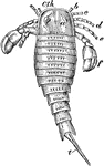 The dorsal view of Eurypterus remipes, an extinct sea scorpion from the Silurian period.