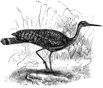 The Sunbittern (Eurypyga helias) is a bird native to the tropical regions of America.