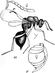 The female chalcid wasp (Eurytoma prunicola) is a parasitoid in the family Chalcididae.