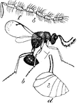 The male chalcid wasp (Eurytoma prunicola) is a parasitoid in the family Chalcididae.