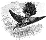 The White-Tipped Sicklebill (Eutoxeres aquila) is a bird in the Trochilidae family of hummingbirds.