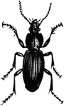 The dorsal view of the Ground Beetle (Evarthrus orbatus), an insect in the Carabidae family of carabid beetles.