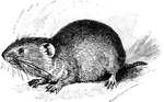 The Northern Red-Backed Vole (Myodes rutilus) is a small mammal in the Cricetidae family of rodents.