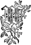An ornate capital W surrounded by leaves and vines, used at the start of a new chapter or heading.