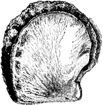 An illustration of a oyster shell. The common name oyster is used for a number of different groups of bivalve mollusks, most of which live in marine habitats or brackish water. The shell consists of two usually highly calcified valves which surround a soft body. Gills filter plankton from the water, and strong adductor muscles are used to hold the shell closed.