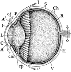 "Human Eye, in Median Vertical Anteroposterior Section. (Ciliary processes shown, through not all lying in this section.) A, anterior, and A', posterior chambers of aqueous humor; a, central artery of retina; C, cornea; Ch, choroid; cj, conjunctiva; cm, ciliary muscle; cp, ciliary processs; H, hyaloid; I, iris; L, crystalline lens in its capsule (the reference-line passes through the pupil); l, l', insertion of tendon of superior and inferior rectus muscles; o, optic nerve; P, canal of Petit; R, retina; S, sclerotic; s, s', circular sinus or canal of Schlemm; V, vitreous body filling back part of the eye." -Whitney, 1911