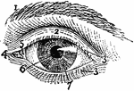 "Exterior of Left Human Eye. 1, supercilium, or eyebrow; 2, palpebra superior, or upper eyelid; 3, 3, cilia, or eyelashes; 4, caruncula lacrymalis; 5, plica semilunaris; 6, pupil; 7, iris." -Whitney, 1911