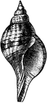 The shell of the Tulip Snail (Fasciolaria tulipa), a gastropod in the Fasciolariidae family of tulips and spindles.