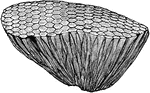 Favosites alcyonaria is a species of fossil corals from the Silurian, Devonian, and Carboniferous strata.