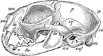 "Skull of Cat (Felis catus), showing the following bones, viz. : na, nasal; pm, premaxillary; m, maxillary; l, lacrymal; f, frontal; j, jugal; pa, palatine; p, parietal; sq, squamosal; ip, interparietal; so, supra-occipital; eo, exoccipital (the line leads to the occipital condyle); t, tympanic bulla; smf, stylomastoid foramen; mf, mental foramen; c, coronoid process of mandible; ar, ascending ramus of mandible; hr, horizontal ramus of mandible; an, angle of jaw." -Whitney, 1911