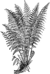 The Common Male Fern (Dryopteris filix-mas) is a species of male fern in the Dryopteridaceae family.