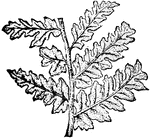 A species of Seed Fern (Sphenopteris latifolia) is a fossil fern in the Carboniferous period.