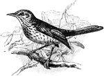 The fieldfare (Turdus pilaris) is a bird in the Turdidae family of thrushes.