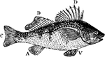 "Fins of Common Perch. D, first dorsal; D', second dorsal; P, pectoral; V, ventral; A, anal; C, caudal." -Whitney, 1911
