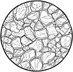 Thin section of quartz sandstone shown under the microscope. The original rounded quartz grains are surrounded by new quartz, forming quartzite.