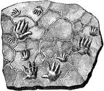 Tracks of Chirotherium or "hand-beast" in Buntsandstein found in Hessbeg, Germany.