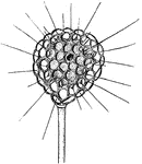 Amoeboids are unicellular life-forms characterized by their similarity to amoebas.