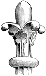 "Finial, A. D. 1230, Cathedral of Amiens, France. In architecture, the ornamental termination or apex of a pinnacle, canopy, gable, or the like, consisting usually of a knob or composition of foliage." -Whitney, 1911