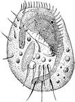 Infusoria is an obsolete collective term for minute aquatic creatures like ciliates, euglenoids, protozoa, and unicellular algae that exist in freshwater ponds. In modern formal classifications the microorganisms previously included in the Infusoria are mostly assigned to the Kingdom Protista.