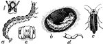 "Common Firefly (Photinus pyralis). a, larva; b, pupa in its earthen cell; c, beetle. d, e, f, leg, under side of segment, and head of larva." -Whitney, 1911