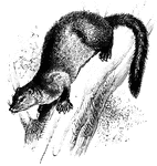 The Fisher (Martes pennanti) is a marten in the Mustelidae family of weasels.