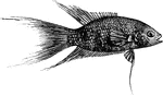 The Paradise Fish (Macropodus opercularis) is a labyrinth fish in the Osphronemidae family of gouramies.